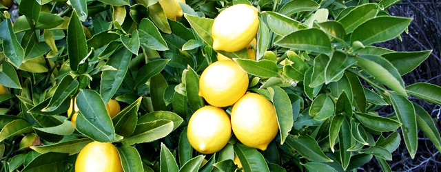 A citrom hatása 10000-szer erősebb, mint a kemoterápia?