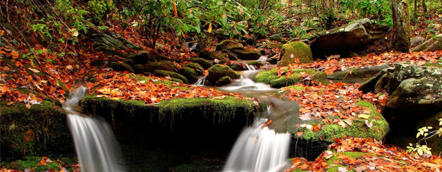 Babits Mihály: Az őszi tücsökhöz